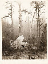 WORLD WAR l ~ REMAINS OF FIGHTER PLANE AFTER HITTING A TREE IN FRANCE ~ c.-1917 picture