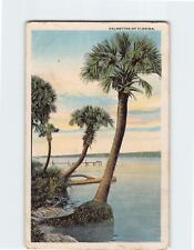 Postcard Palmettos of Florida USA North America picture