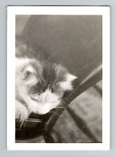 Charming Vintage Cat Photograph - Monochrome - 4 5/8 x 3 1/4 inches picture