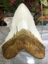 NEW MASSIVE megalodon tooth  replica 9