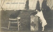 Rotograph RPPC Dog B-842 Jack Russell Terrier w/ Camera Photographs Dachshund picture
