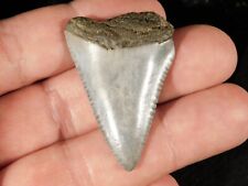 ANCESTRAL Great White SHARK Tooth Fossil SERRATED 100% Natural 9.8gr picture