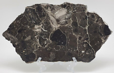 Alamo meteorite Impact Breccia from Nevada - Polished on one side 464.2g picture