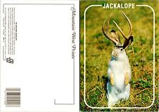 Wild Jackalope Antelabbit Jackrabbit Antelope Cross Gag Gift Funny VTG Postcard picture