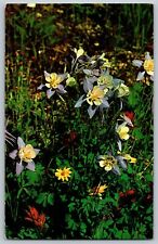 The Mountain Columbine Colorado's Beautiful State Flower - Vintage Postcard 1962 picture