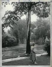1956 Press Photo Lighting Struck Tree Damage - DFPD61111 picture