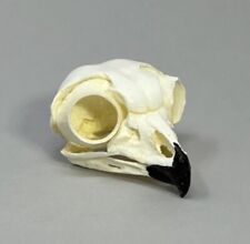 Great Horned Owl Skull Replica Bone Clones  picture