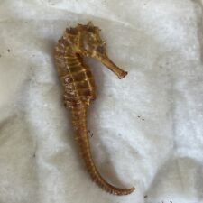 Genuine Natural Dried Seahorse Specimen Hippocampus Erectus Skeleton Real 4” picture