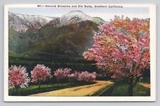 Almond Blossoms & Old Baldy Southern California Linen Postcard No 6256 picture