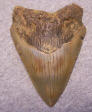 MEGALODON Shark Tooth 4