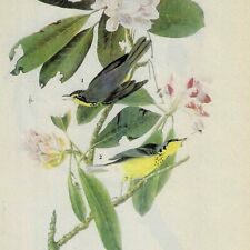 Canada Warbler Bird 1946 Color Plate Print John James Audubon Nature DWV2B picture