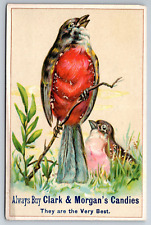 1880s Victorian Trade Card Clark & Morgan's Candy Robin Birds Quincy IL ~11968 picture