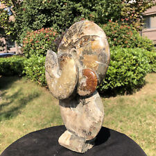 6.53LB TOP Natural Beautiful ammonite fossil conch Crystal specimen heals picture
