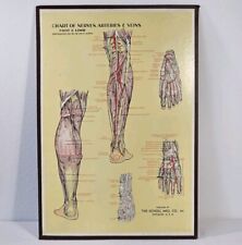 Vintage Scholl Mfg Advertising Medical Chart Boards Foot And Limb 1913 USA picture