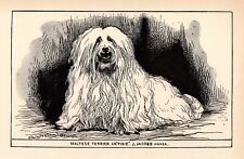 Antique Maltese Art Print 1912 Moore Ch Pixie Maltese Terrier Art Print 5227x picture
