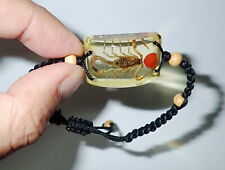 Insect Bracelet Golden Scorpion Specimen with Red Seed Amber Clear picture