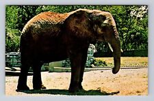 St Louis MO-Missouri, St Louis Zoological Garden, Elephant Vintage Postcard picture