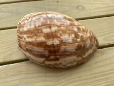 Huge 12 In Long Natural Melo Umbilicatus Special Pattern Seashell picture