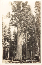 Yosemite California, Grizzly Giant Sequoia Tree, VTG RPPC Real Photo Postcard picture