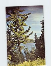Postcard Magnificent White Pines Bluewater Lakes Hardwood Forest Vacationland picture