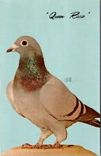 Pittsburgh PA Queen Racie American Racing Pigeon Union Postcard I914 picture