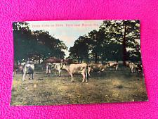 vintage POSTCARD near MARION ALABAMA meadow JERSEY COWS farm ANIMALS beef MEAT picture