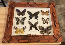 8 Count Butterfly Moth Mounted Taxidermy Display Handmade Wood Frame 15x13” picture