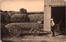 Exaggeration Postcard Giant Corn Grows Big in Oklahoma, Farmer picture