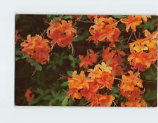 Postcard Flame Azalea in bloom in the Southern Appalachian Mountains picture