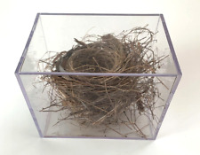 Genuine Natural Real Cardinal Bird Nest in Clear Plastic Box 7.25