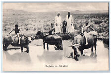 c1940's Farm Scene Riding Buffalos in the Nile Egypt Vintage Unposted Postcard picture