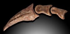 Rare Unique and Special Carcharadontosaurus Claw & Phalanges picture