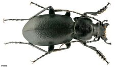Coleoptera Carabidae Carabus (Trachycarabus) latreillei Russia Buryatia 21mm picture