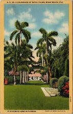 Colonnade of Royal Palm Trees Miami Beach Fla. VTG Postcard  picture