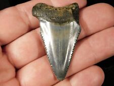 ANCESTRAL Great White SHARK Tooth Fossil SERRATED 100% Natural 10.5gr picture