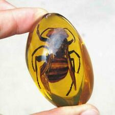 Beautiful Amber Hornet Fossil Insects Manual Polishing Decor Nice picture