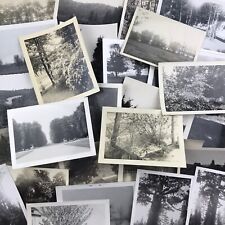 Vintage Mixed Photo Lot of 30 Trees Trunks Leaves Bushes Grass 3.5 x 5 Inches picture