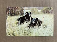 Postcard Ishpeming Michigan MI Greetings Black Bear Vintage PC picture