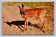 Fawn Deer Greetings from New Paltz New York Postcard picture