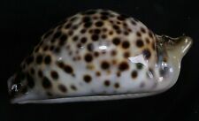 edspal shells- Cypraea tigris 70.4mm F++/F+++, amazing freak form with blister  picture