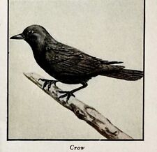 Crow Bird Print 1931 Blue Book Birds Of America Animal  Corvids Art PCBG21D picture