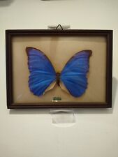 Vintage Morpho Butterfly Curved Glass Frame Brasil 5 5/8