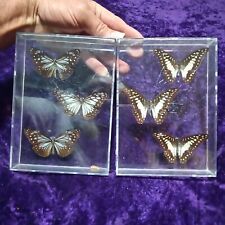 3 Graphium Meyeri Sulawesi  3 Danaus melanippus? Taxidermy Butterfly Art Boxes picture