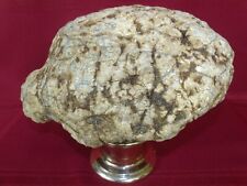 Large Unopened Geode 14.7lbs Turtle Shaped KY Crystal Quartz Father's Day Gift picture