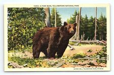 Large Brown Bear Yellowstone National Park Vintage Postcard picture