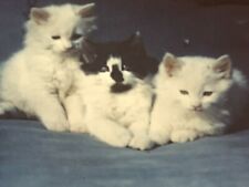AiG) Found Photograph 3 Adorable Cute Cat Kitty Kittens Vintage Original ANSCO picture
