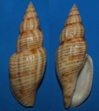 Seashells Lyria planicostata f. taiwanica 89.2mm F+++ Superb Marine Specimen picture