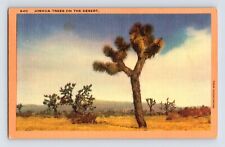 Postcard Joshua Tree Palms Flower Desert California 1940s Unposted Linen picture
