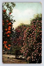 c1909 Oranges and Roses Posted From Redlands California CA Postcard picture