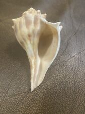 Terrific Large Florida Lightening  Whelk Seashell picture